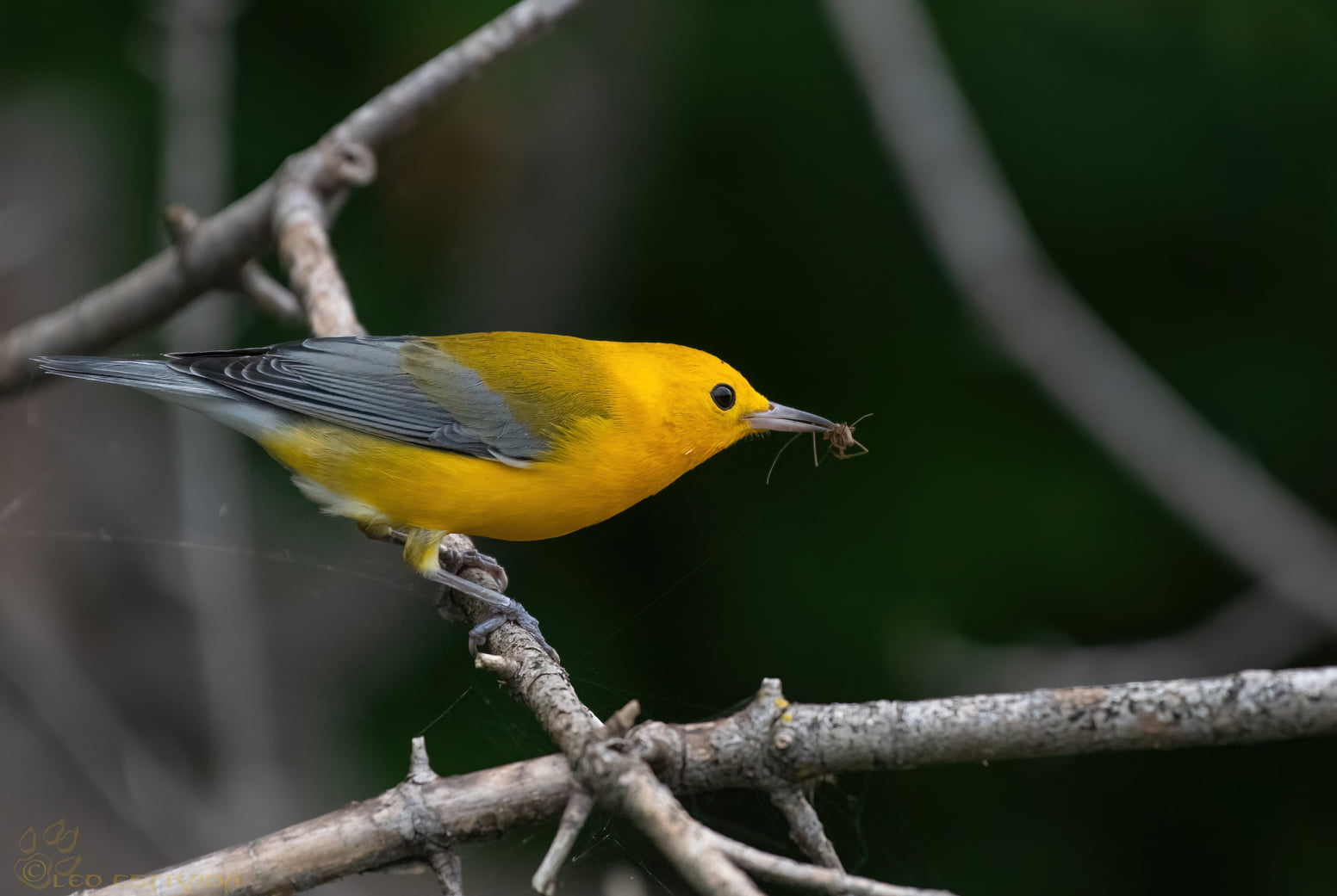Prothonotary Warbler snacking